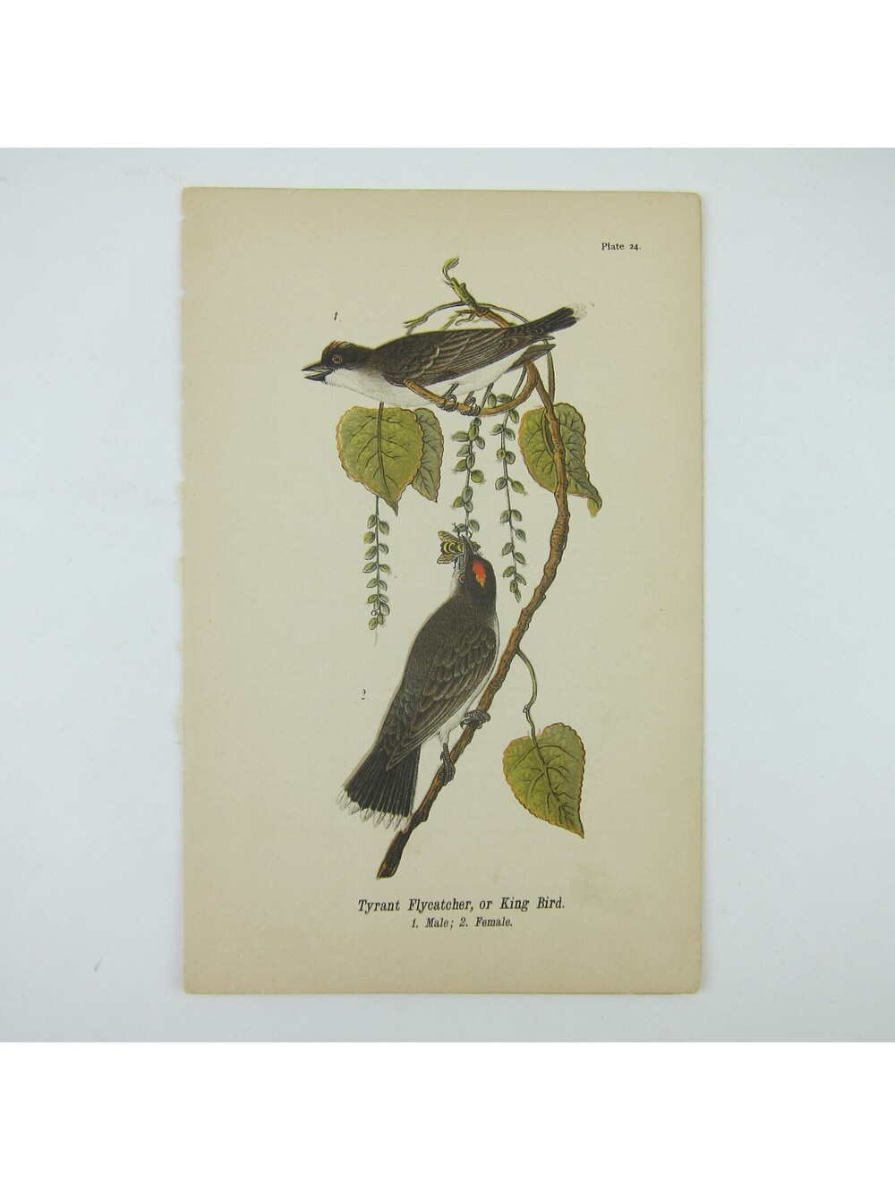 Bird Litho Print Tyrant Flycatcher King Bird aft John James Audubon Antique 1890
